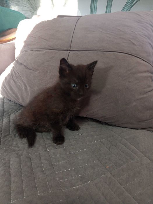 Котенок, Черный мальчик
