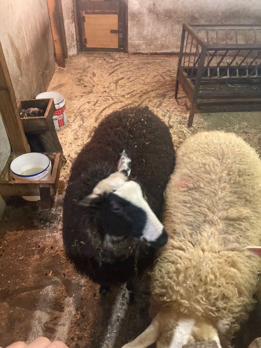 8 заплодени дзвиски