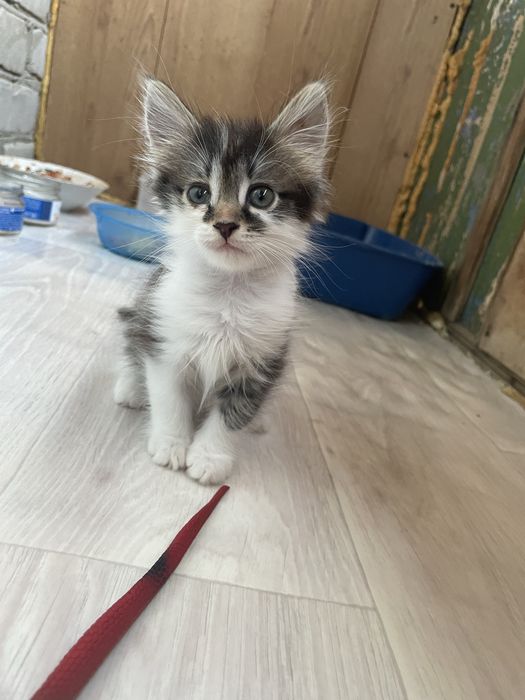Отдам в добрые руки