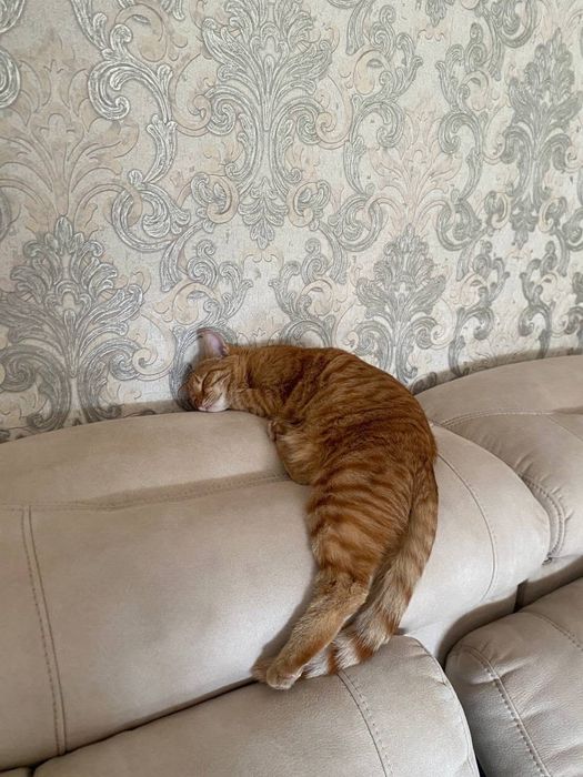 Кошка рыжая,игривая