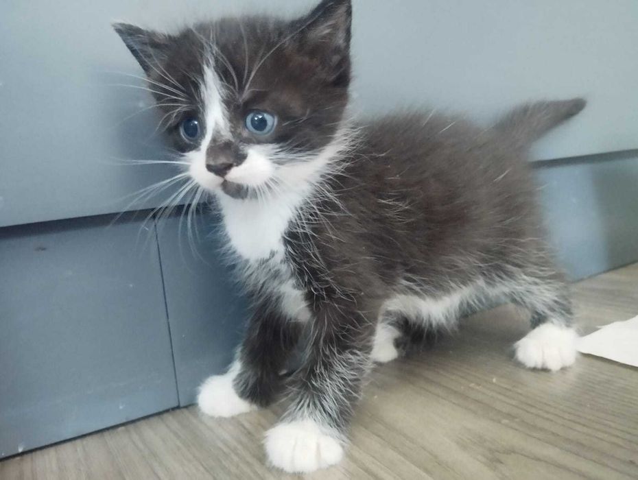 котята в дар в добрые рууки