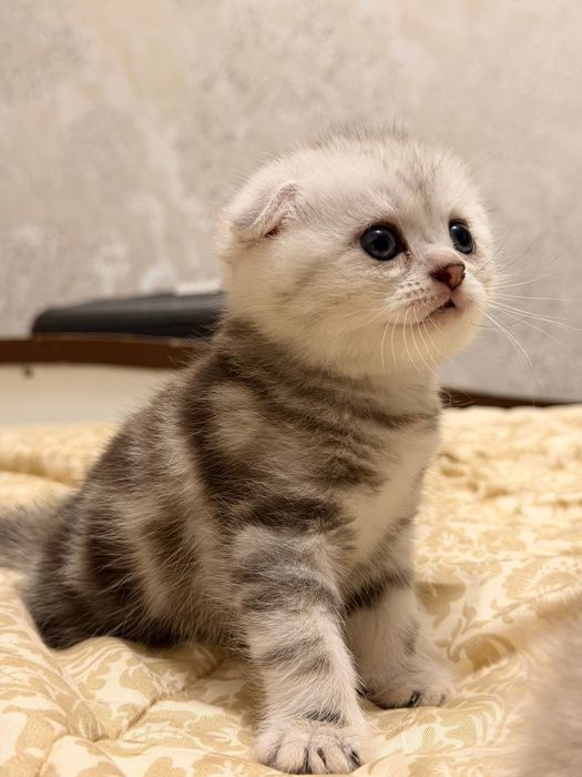 Котята скоттиш фолд. Мушукчалар