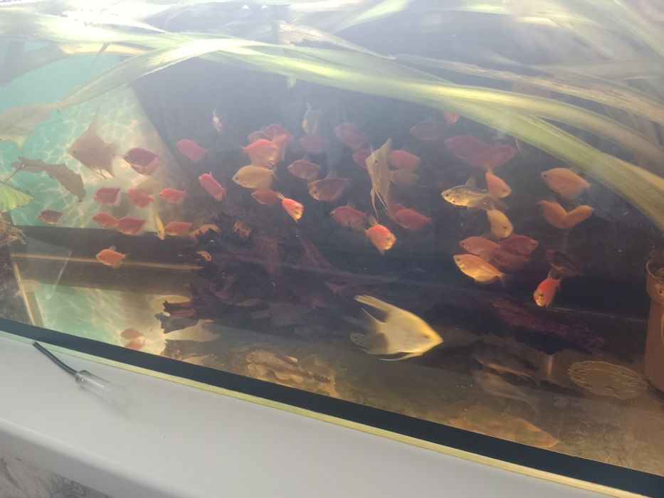 Тернеция гло фиш