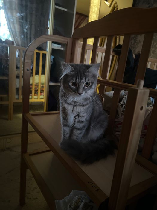 Mushuk sotiladi qiz bola