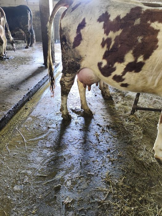 Vaca tânără de vânzare