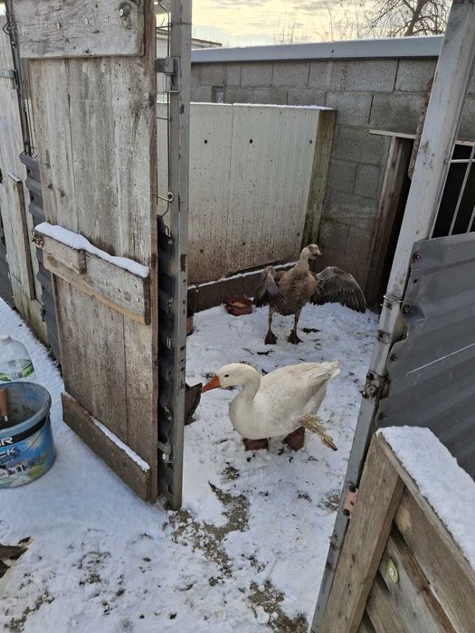 Vând sau schimb  gâscani