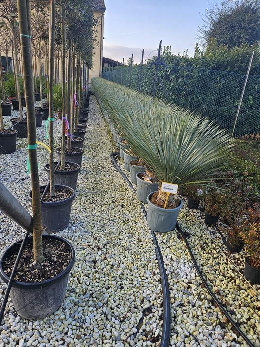 Yuca rostrata leylandi bonzai spirale ponpon