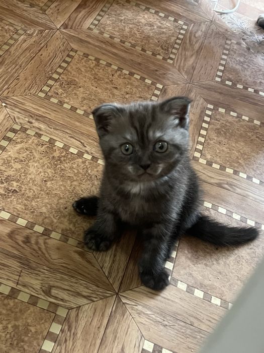 Продам шотландского котенка