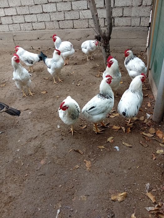 Петухи Адлер пароды