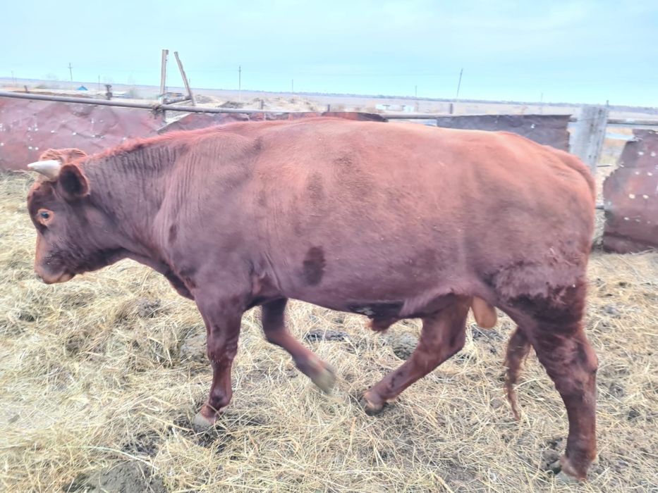 Продаются бычки, продается бычек