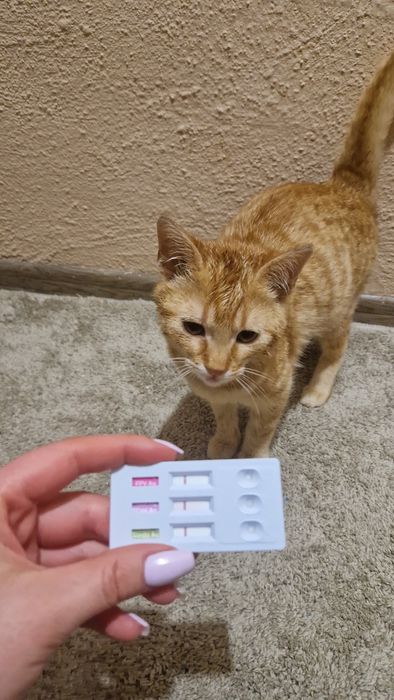 Мъжко коте търси своя дом