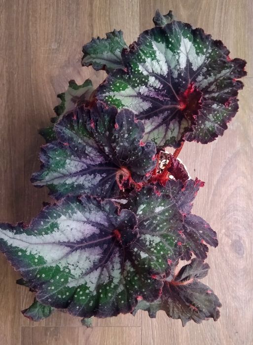 Бегонии, строманта триколор