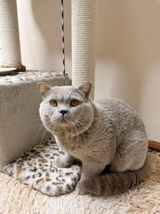 Продаются котята