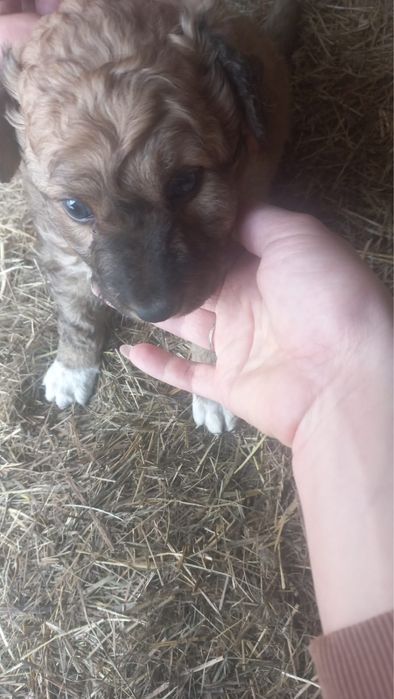 Щенок для добрых рук, мальчик