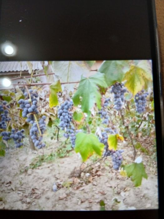 Vindem struguri ananas nouă