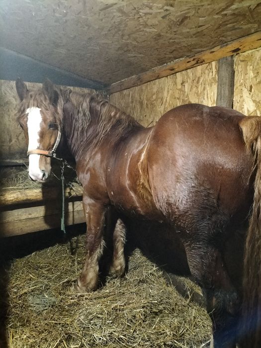 Armăsar de 4 ani de vinzare detalii la Nr 0757487688