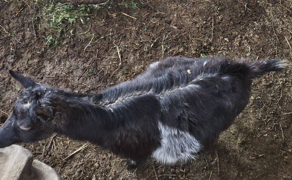 Ешкі лақ занен ешкілер