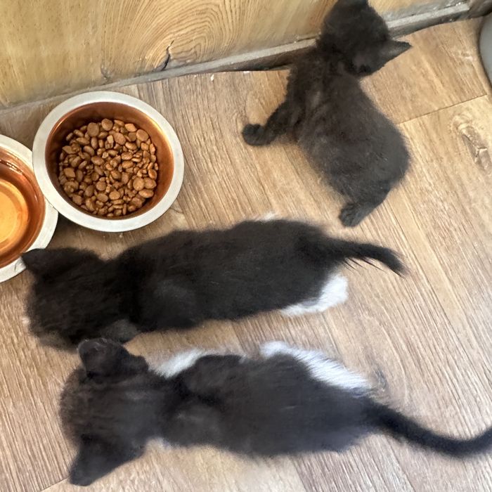 Отдам котят в добрые руки