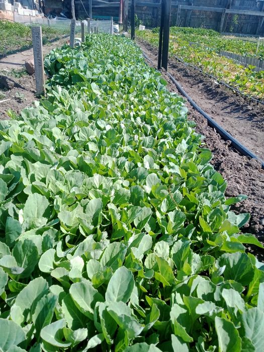 Продам рассаду овощей.