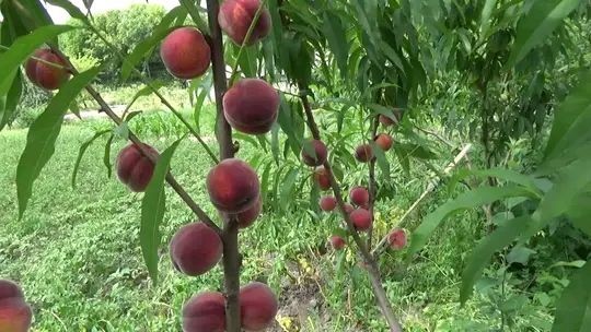 Sliva Shoftoli Olma Nok Urik Gilos Behi va boshqa turdagi kuchatlar