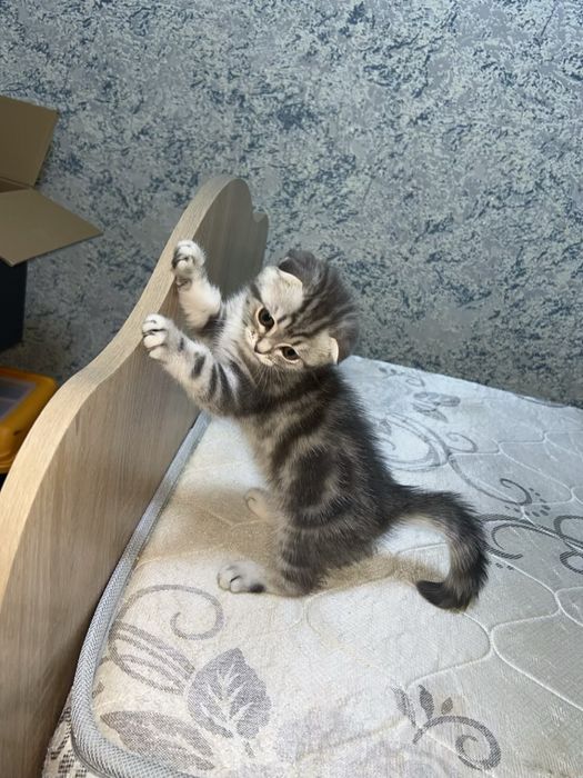 Осталось девочка короткошёрстная
