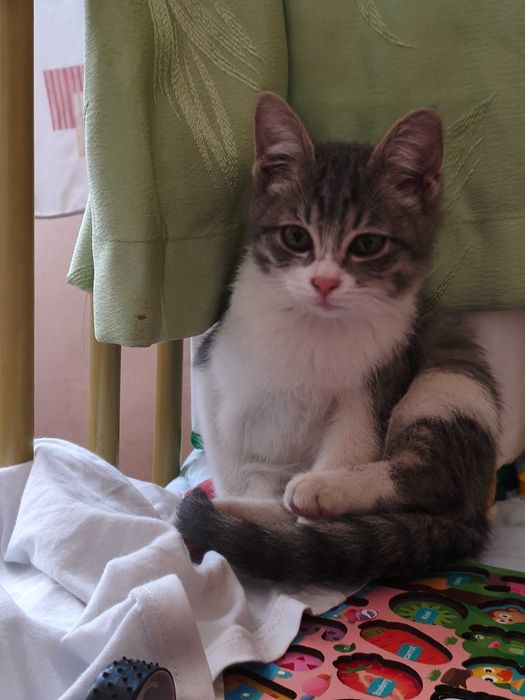 Котенок отдам в хорошую семью