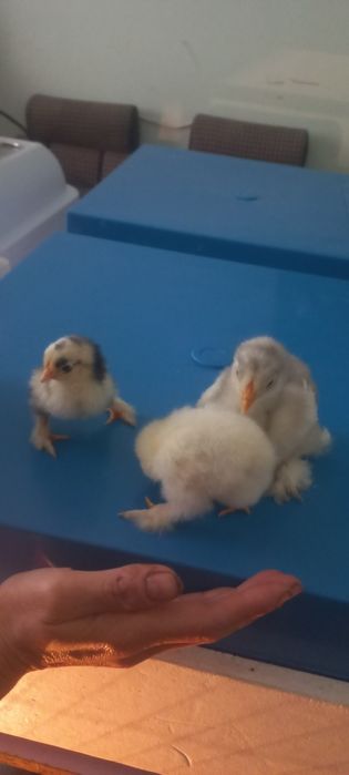 Брама гигант жужалари сотилади з⁹