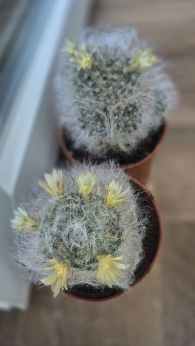 Кактусы разные и суккуленты