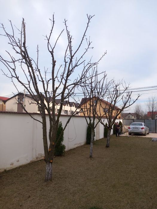 TUND /TAI / TOALETARE vita vie .pomi.flori