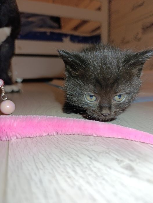 Котята шотландские