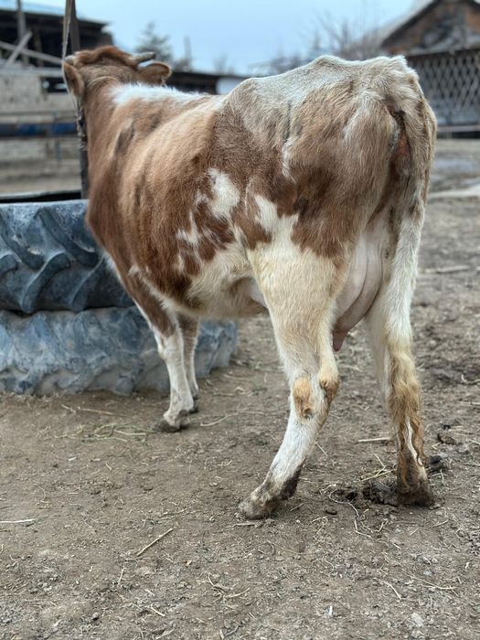 Парода симентал бзаулы сиыр