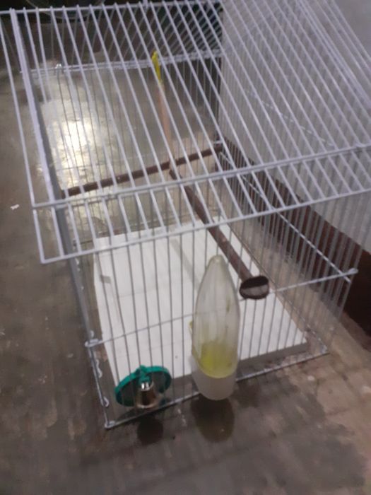 Colivie păsări  mici