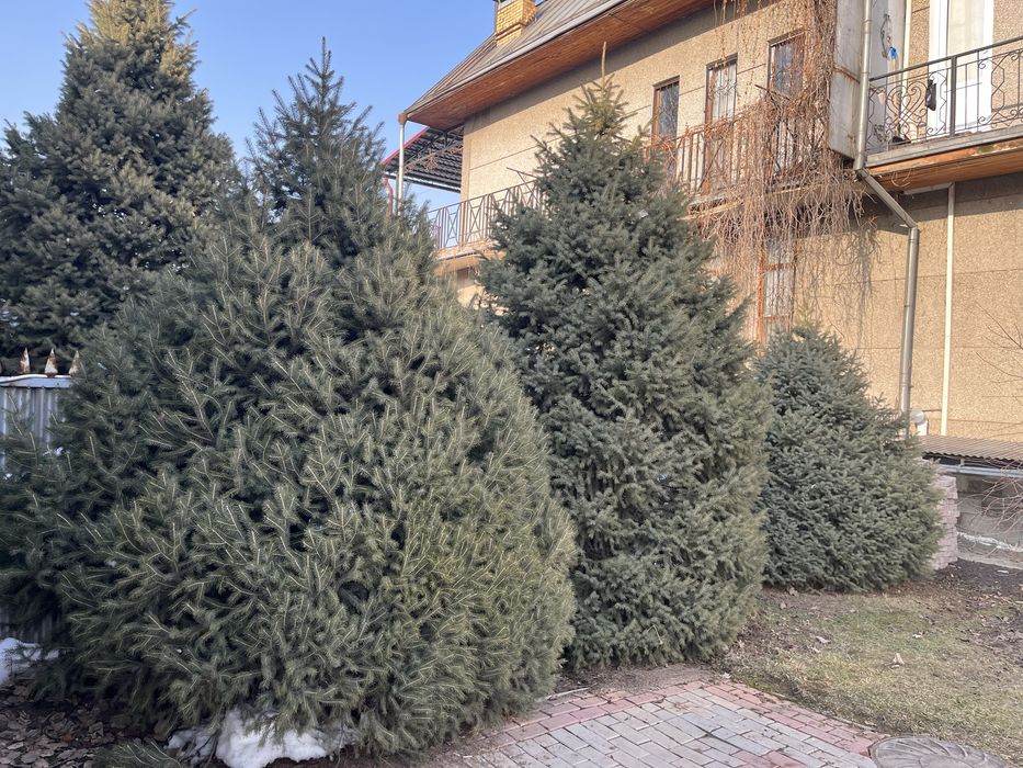 Продам Тянь-Шанские ели