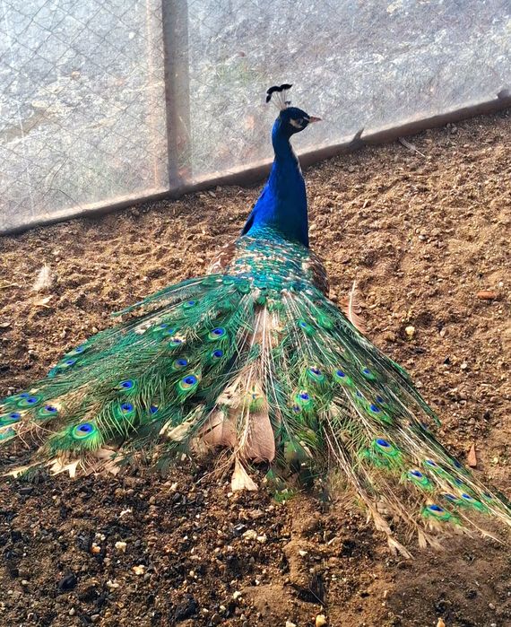 Mascul paun umăr negru purtător de ochi alb  !