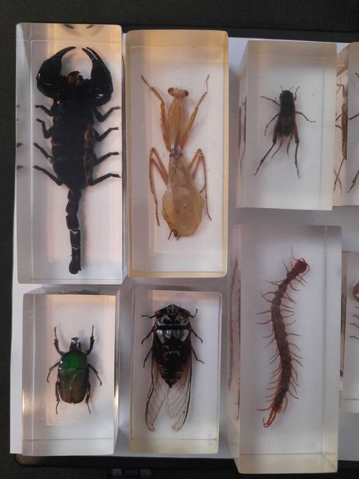 Lot 12 insecte reale in rasina Deagostini