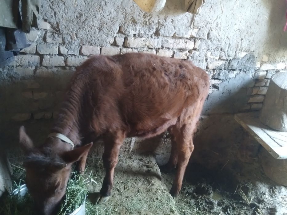 Гунажинчалар Сотилади