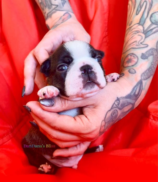 Boston terrier cu pedigree - baietel