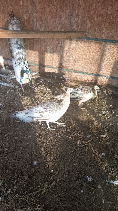 Vând păuni ,,Păunițe "