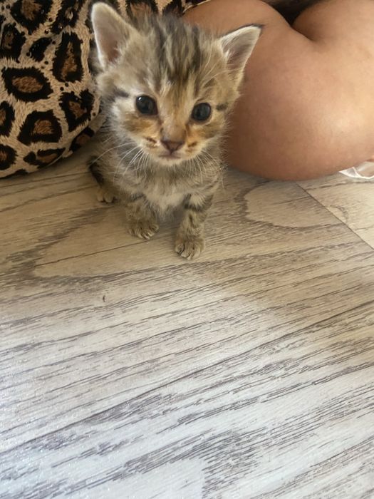 Отдаю котят, в добрые руки