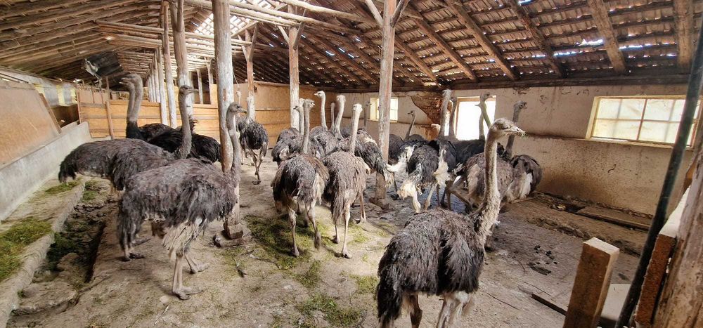 Vand pui Struti de 12-14 saptamani