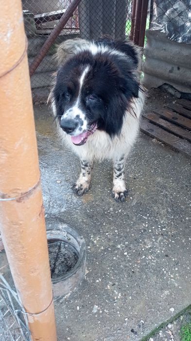 Българско овчарско куче