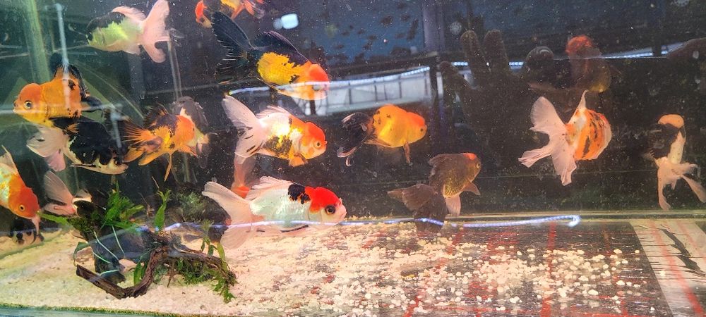 Aranda 3 kolor panda xet red kotta razmerda kopatishga tayyor