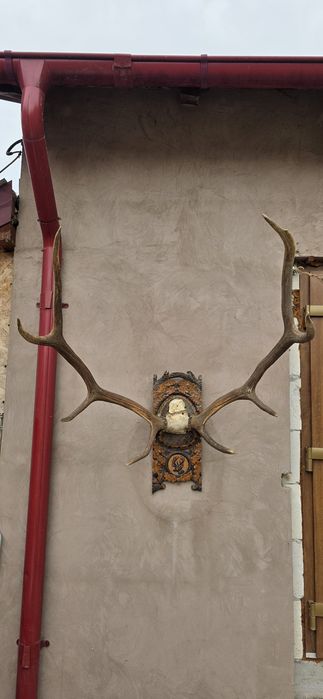 Trofeu Coarne de Cerb