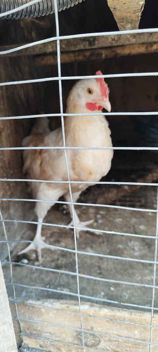 Продавам петли няколко вида