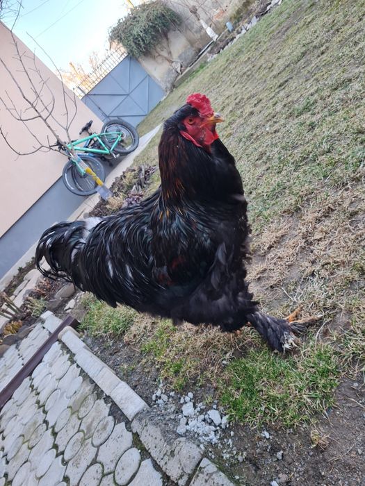 Cocoși Brahma tineri