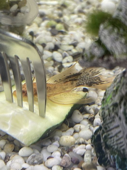 Анциструсы вуалевые леопарды