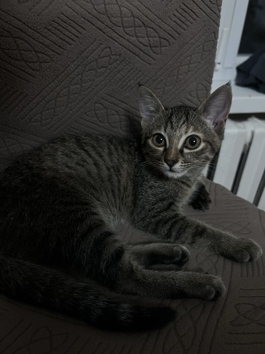 котята в заботливые руки