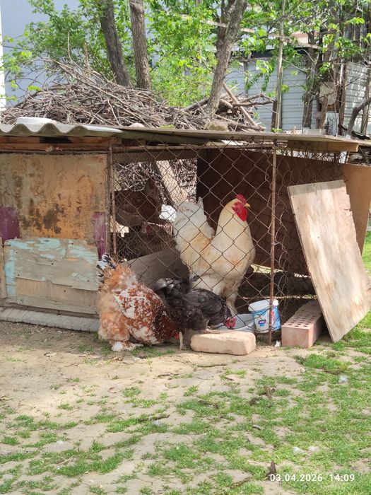 Продаётся чистокровный брама,10 месяцев крупный цвет белое золот