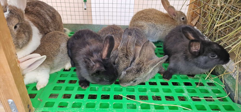 Quyon (қуён, кролик) bolalari