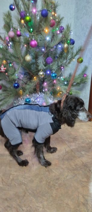 Кокер спаниельку